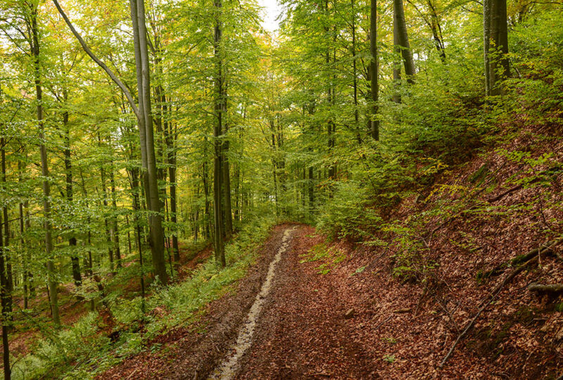 despre-noi-5 despre-noi-5